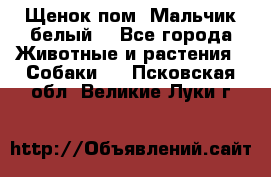 Щенок пом. Мальчик белый  - Все города Животные и растения » Собаки   . Псковская обл.,Великие Луки г.